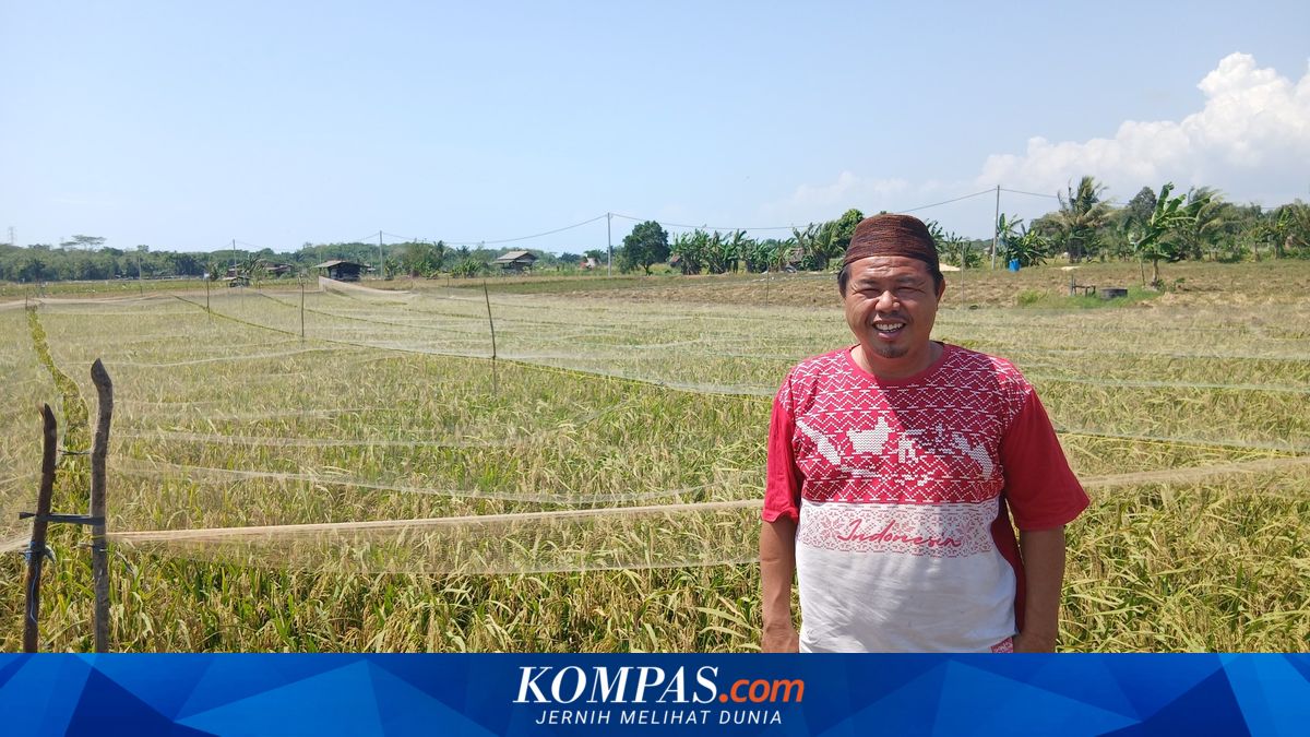 Bumdes Berkah Jaya di Bangka Tengah Buktikan Diri Bertahan, Sawah Agrowisata 15 Hektare dan Madu Hutan Jadi Penopang Ekonomi Warga