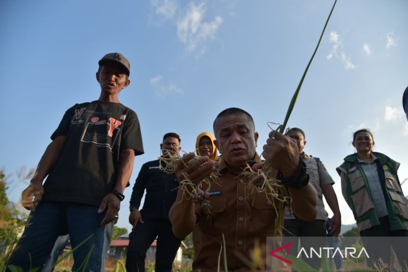 Pemkot Palu Panen Bawang Merah 400 Kilogram di Duyu untuk Jaga Ketersediaan Pangan