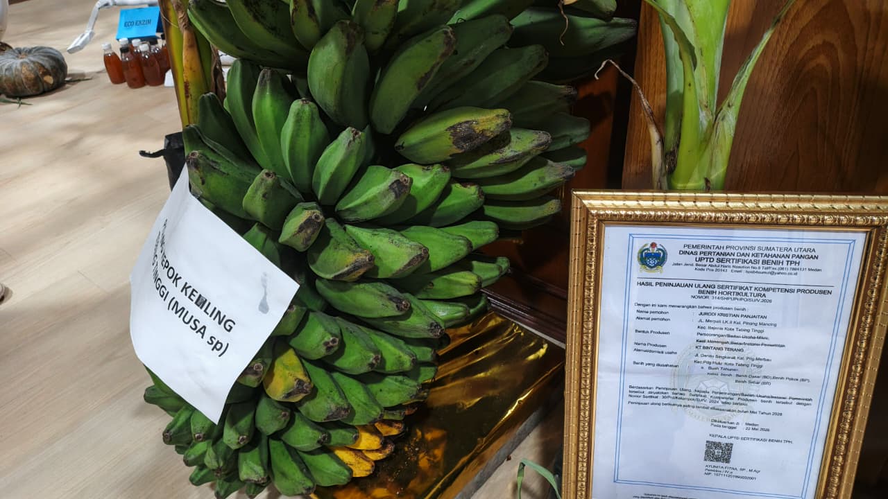 Pisang Kepok Keling Tebingtinggi Dipamerkan di PRSU 2026, Tembus Ekspor ke Malaysia 9 Ton