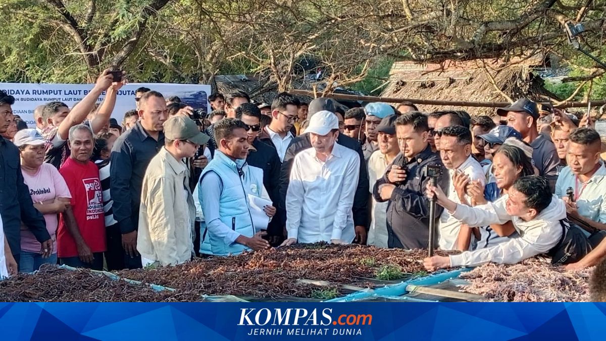 Jokowi Sebut NTT Punya Potensi Jadi Sentra Rumput Laut, Dua Persoalan Ini Jadi Penghambat Utama