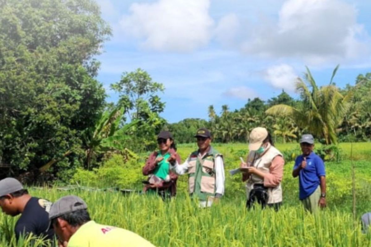 BBRMP Maluku dan Petani di Seram Bagian Barat Roguing 4 Hektare Benih Padi Inpari 42 Demi Jaga Mutu Genetik