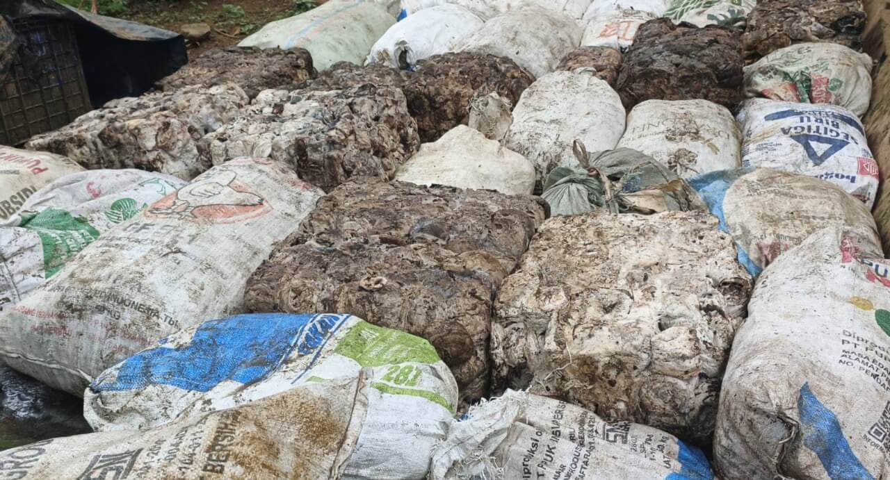 Harga Karet di Bengkulu Utara Turun Bertahap, Petani Mulai Khawatir Pendapatan Tergerus