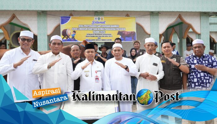 Bupati Tapin Serahkan Sapi Kurban Presiden Prabowo Berbobot 970 Kg di Masjid Al Maslahah Tambarangan