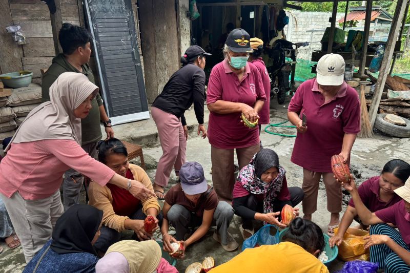 Untad Dampingi Petani Cokelat Parigi Moutong Olah Biji Fermentasi, Targetkan Jadi Ikon Pangan Sulteng