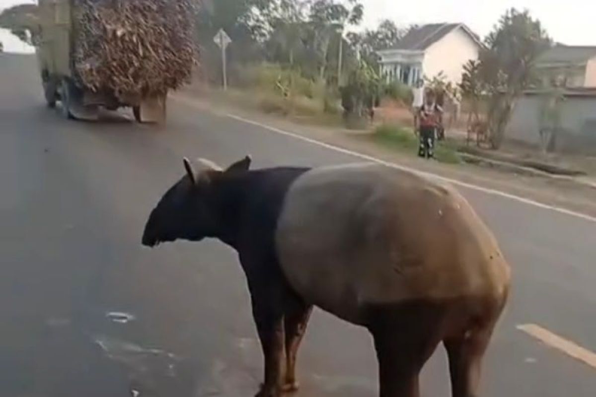 Warga Mesuji Lampung Tega Bunuh Tapir yang Viral, Pelaku Diamankan Polisi dan BKSDA Turun ke Lokasi