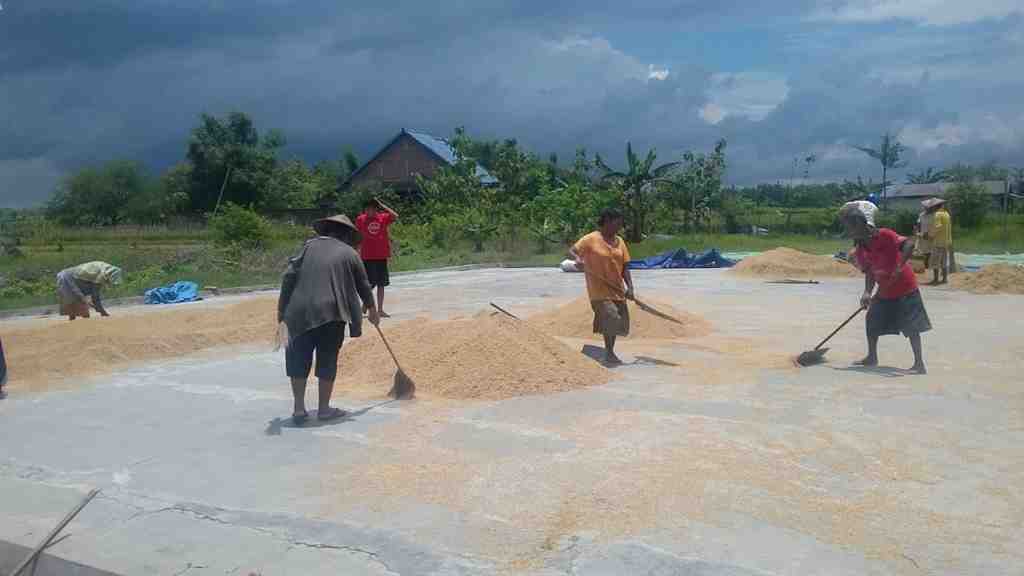 Serapan Gabah Bulog Sumbar Tembus 52 Persen di Awal Mei 2026, Petani di Dharmasraya hingga Pasaman Jadi Andalan