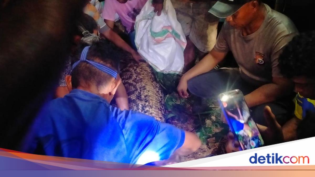 Pria di Maluku Utara Tewas Ditelan Ular Piton 7 Meter, Jasad Ditemukan di Dalam Perut Hewan