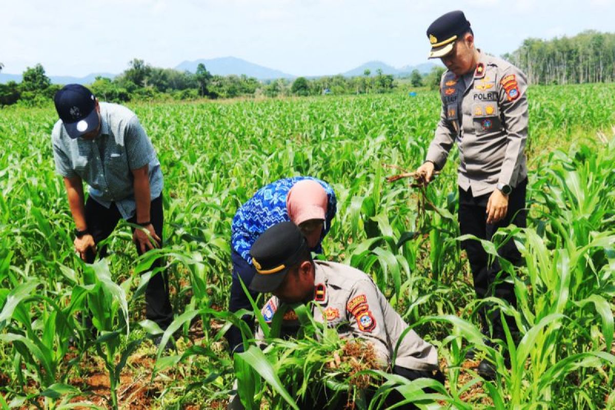 Polresta Banjarmasin Awasi Program Tanam Jagung 18 Hektare