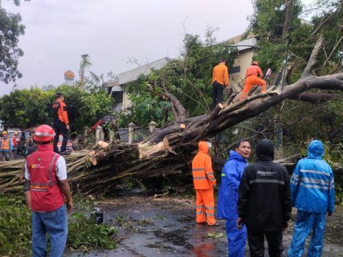 3 Pohon Tumbang di Pahoman Bandar Lampung, Polisi Siaga di Lokasi