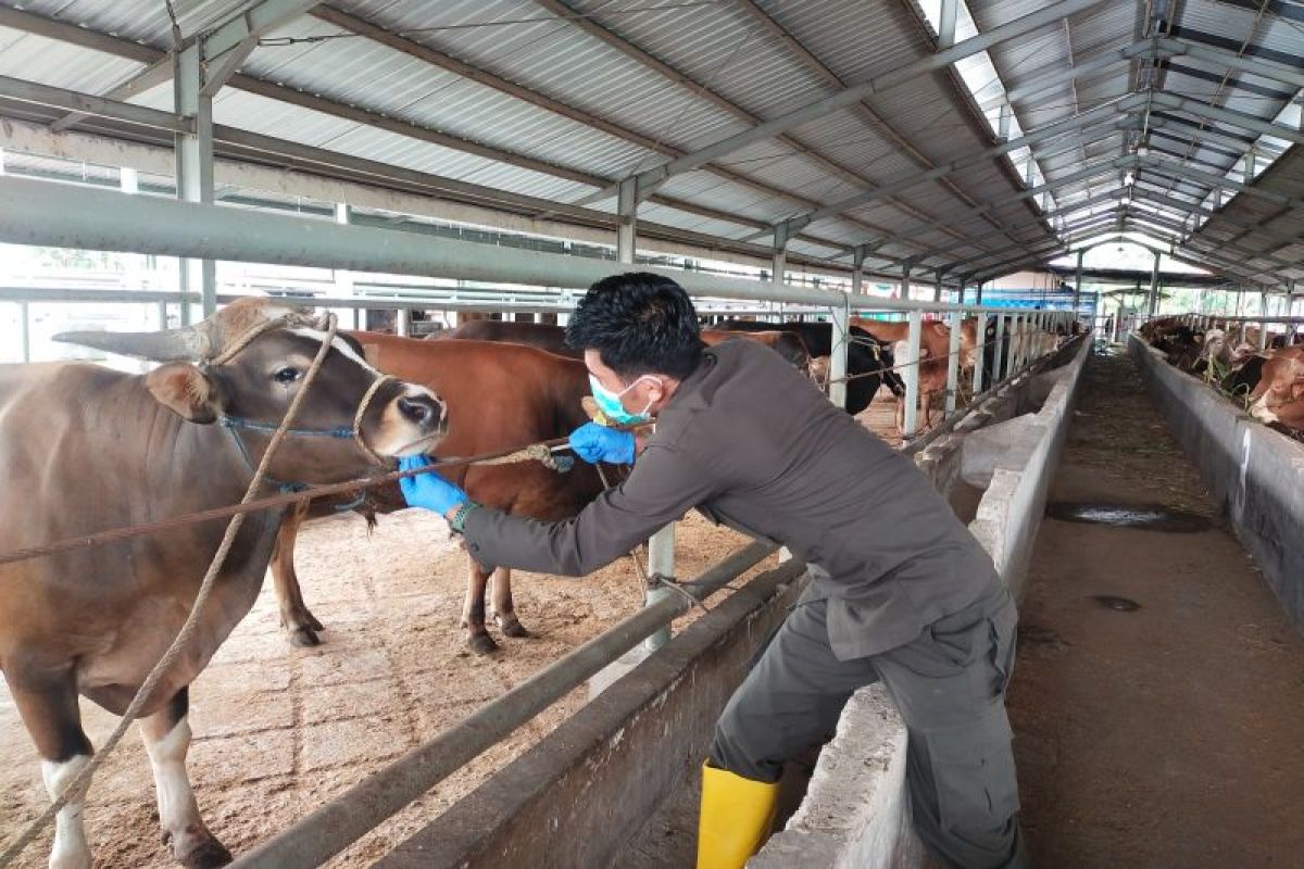 Pemkab Barru Amankan 113 Sapi Kurban dengan Karantina Ketat Jelang Idul Adha 2026