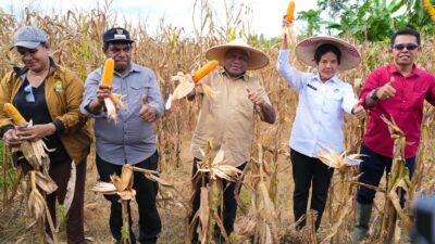 Keerom Panen 30 Ton Jagung, Siap Jadi Lumbung Pangan Papua