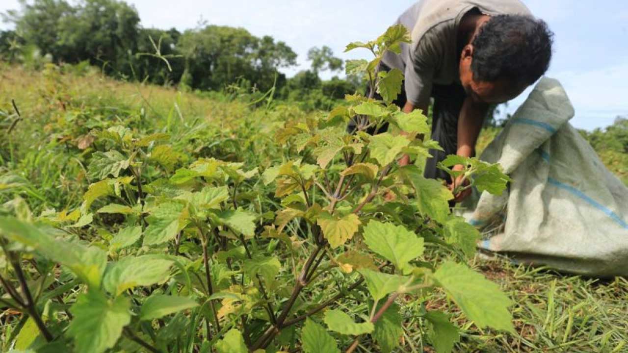 Gandeng ILO, USK Aceh Transformasikan Riset Nilam Jadi Industri Ekonomi Berkelanjutan