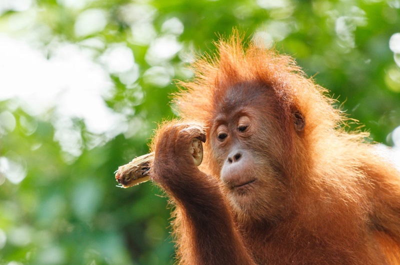 BKSDA Aceh Evakuasi Sepasang Orang Utan dari Perkebunan Warga