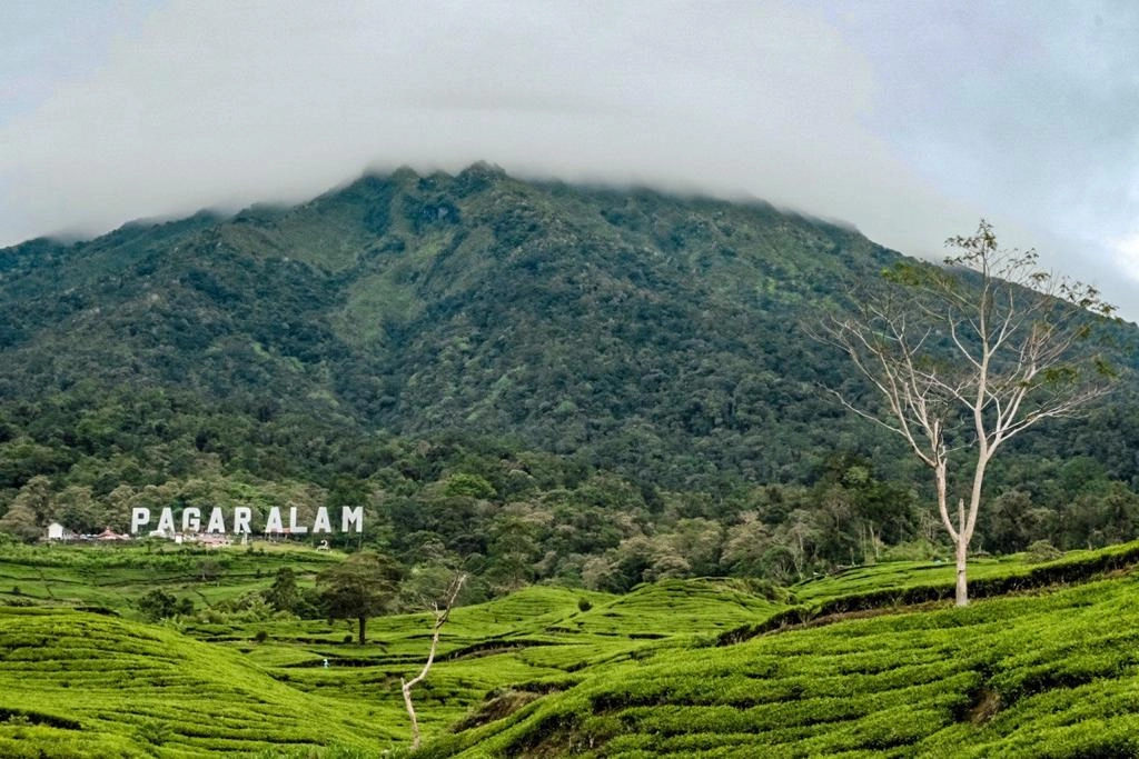 Gunung Dempo Ditutup, Gubernur Sumsel Koordinasi Solusi Izin HGU