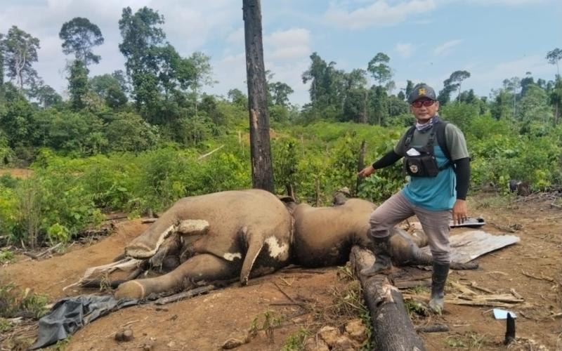 Kapolda Bengkulu Instruksikan Usut Kematian 2 Gajah dan 1 Harimau Mukomuko