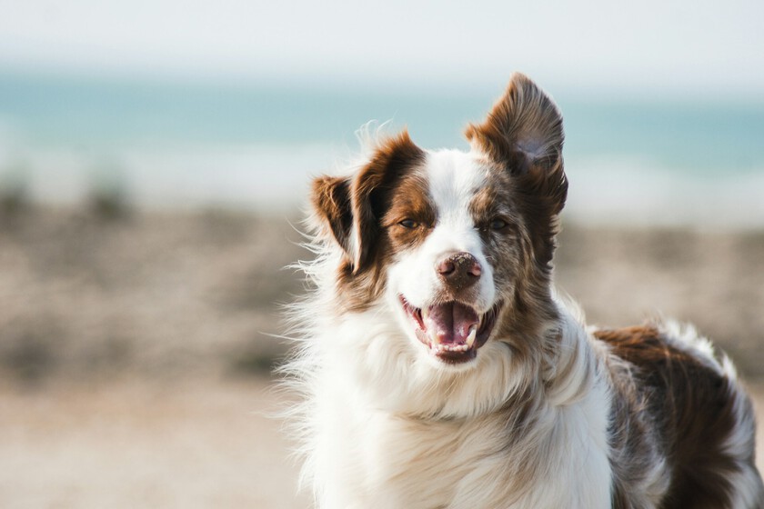 Riset Evolusi Buktikan Otak Anjing Modern Kembali Membesar Setelah Ribuan Tahun Menyusut