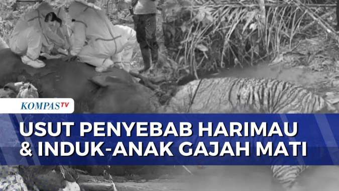 Polda Bengkulu Selidiki Kematian Gajah dan Harimau Sumatera di Seblat