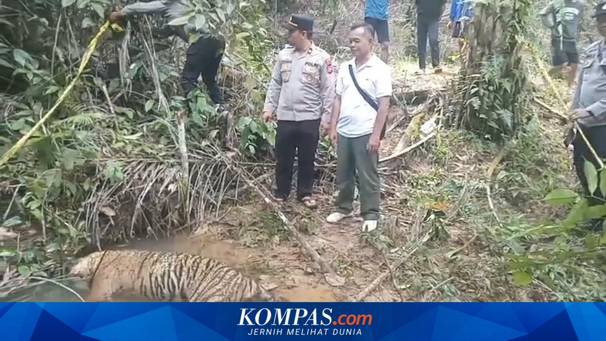 Polisi Selidiki Temuan Harimau Jantan Mati di Penarik Mukomuko
