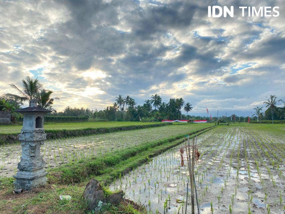 Pemkab Cirebon Percepat Tanam Padi di 49.000 Hektare Sawah