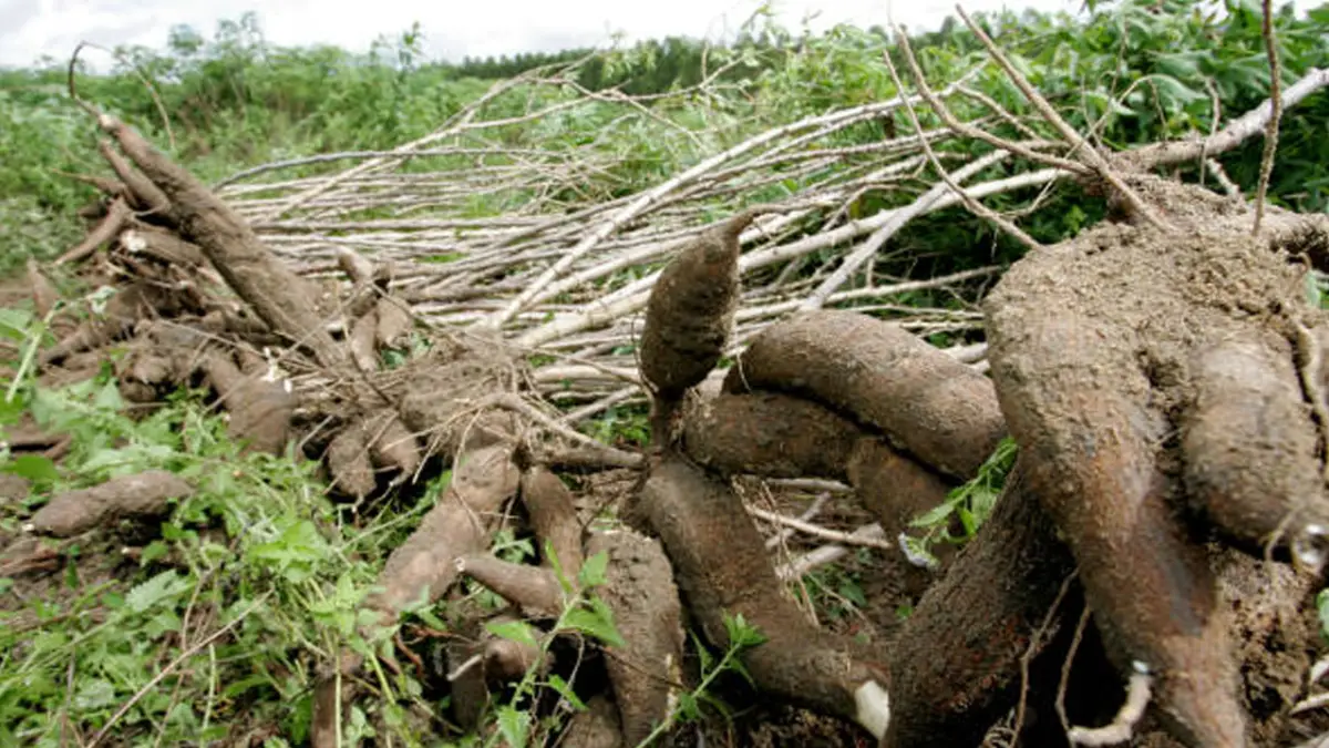 Harga Singkong di Pajampangan Sukabumi Naik Tipis Jadi Rp800 per Kilogram
