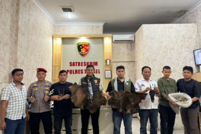 Polres Tapanuli Selatan Ungkap Perdagangan 4,7 Kg Sisik Trenggiling