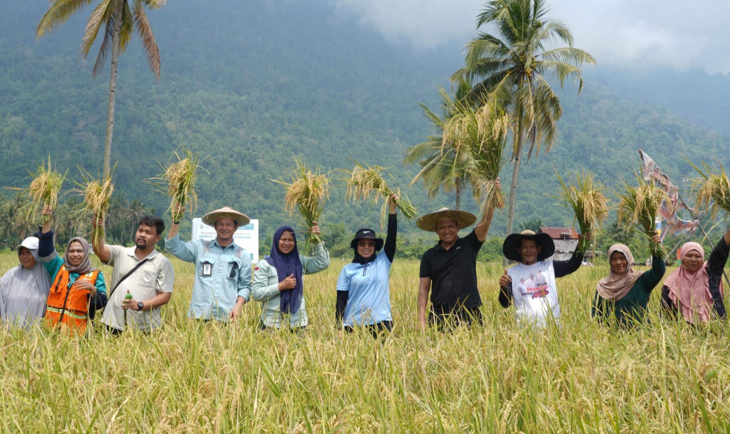 PT Vale Morowali Kawal Panen Padi Organik Kedelapan di Desa Ululere
