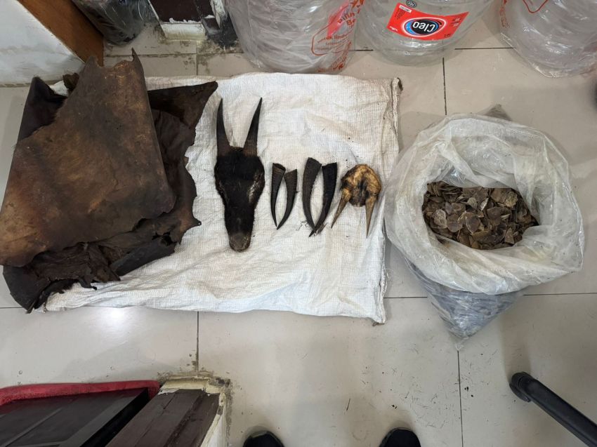 Polres Tapsel Sita 4,7 Kg Sisik Trenggiling di Pasar Sipirok