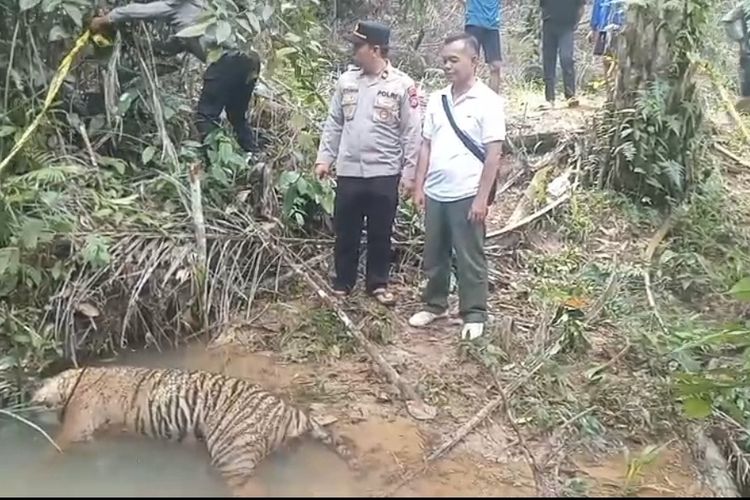 Harimau Sumatera Mati di Mukomuko, Polisi dan BKSDA Selidiki Penyebabnya