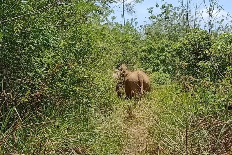 BKSDA Aceh Halau Gajah Liar dari Kebun Warga Bener Meriah