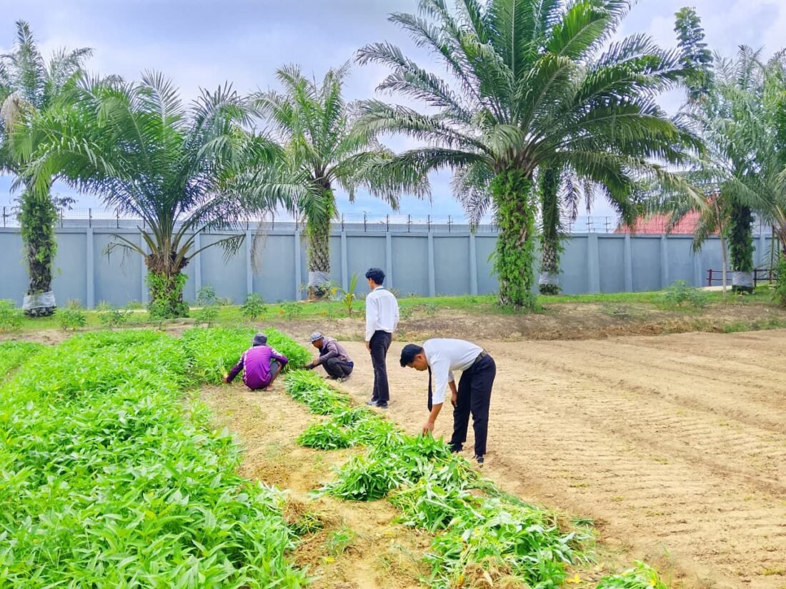 WBP Lapas Nunukan Panen Sayur di SAE, Perkuat Ketahanan Pangan