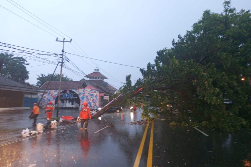 Pohon Tumbang di Jalan Nasional Ciamis Timpa Pengendara Motor