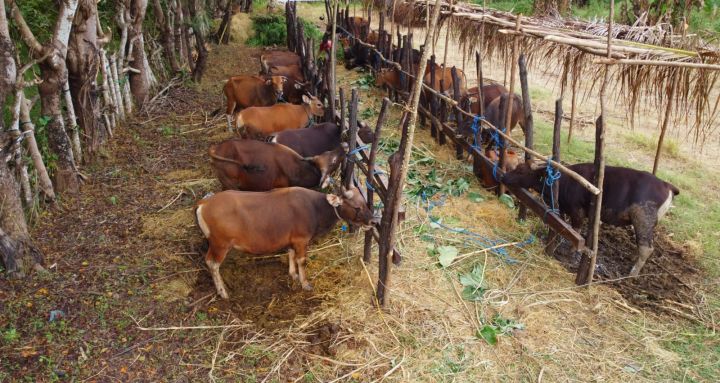 Pemkab Lombok Timur Periksa 6.400 Hewan Kurban dalam Dua Tahap