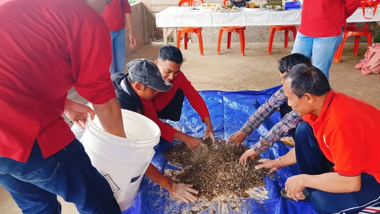 Buleleng Olah Limbah Talas Wanagiri Jadi Pakan Ternak Bergizi Tinggi