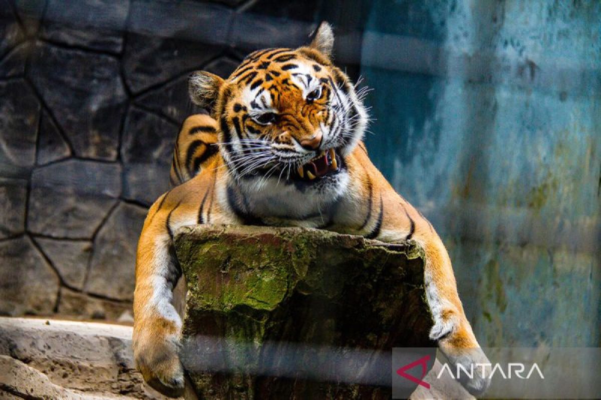 Pemkot Bandung Ajukan Izin Konservasi Kelola 711 Satwa Bandung Zoo
