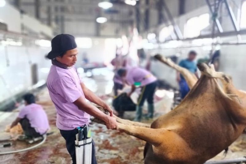 Pemkot Palangka Raya Siapkan RPH untuk Penyembelihan Hewan Kurban