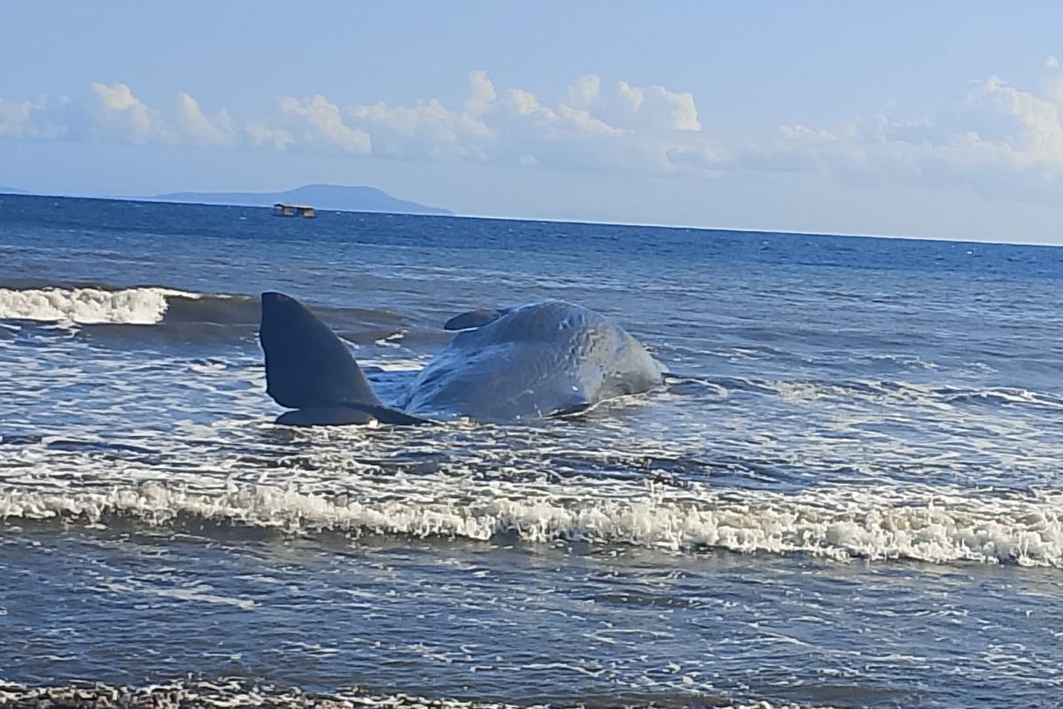 Paus Sperma 15 Meter Terdampar Mati di Pantai Anyarsari Jembrana
