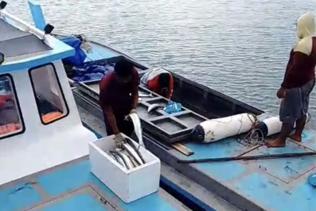 Nelayan Rempang Batam Mulai Pasok Ikan Lewat Koperasi Produsen Barelang