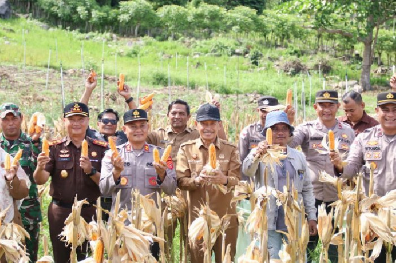Pemko Sabang Panen 1 Ton Jagung Pipil di Paya Seunara