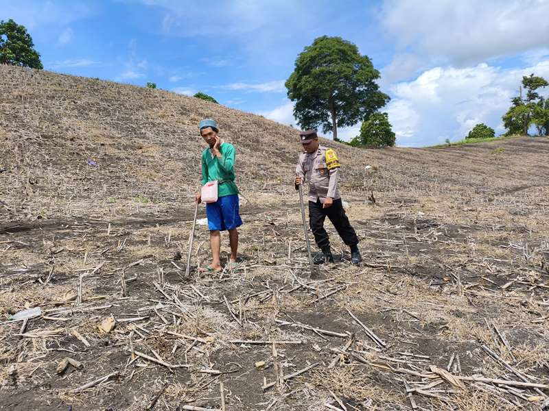 Polres Touna Dampingi Petani Jagung Perkuat Ketahanan Pangan di Sulteng