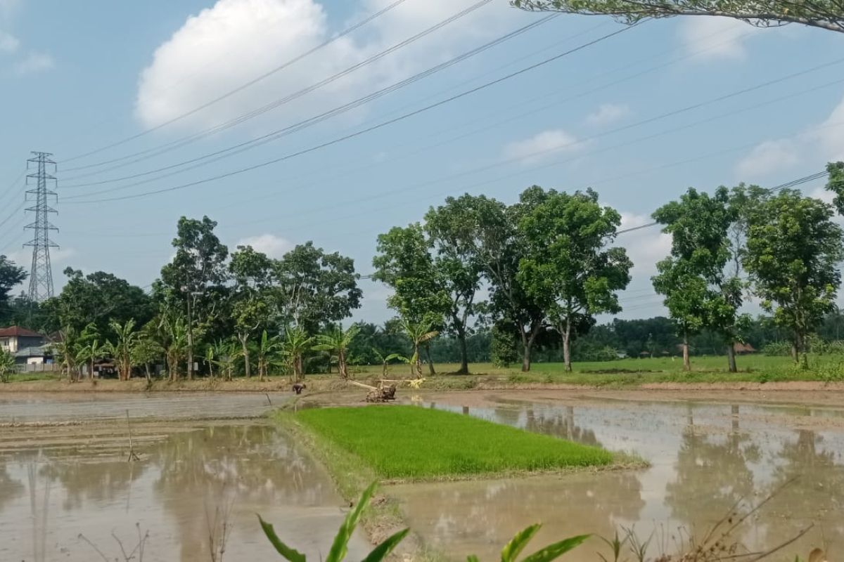 Petani Lebak Percepat Tanam Padi 20 Ribu Hektare Antisipasi Kemarau Juni