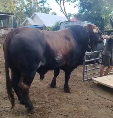 Bengkulu Tengah Terima Sapi Kurban Presiden Prabowo Seberat 900 Kilogram