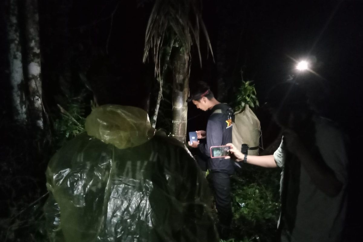 Evakuasi Harimau di Agam, BKSDA Sumbar Siapkan Opsi Tembak Bius