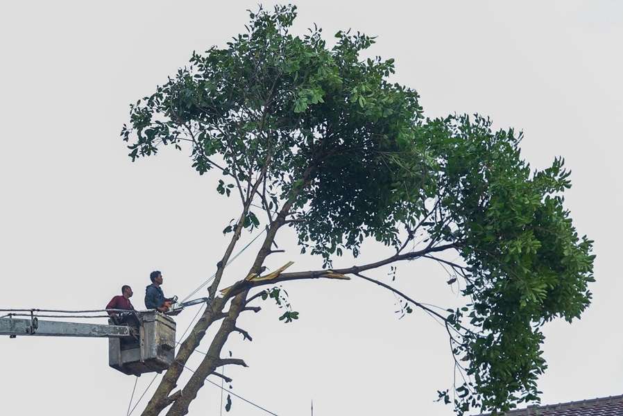 Pemkot Bandung Perketat Aturan Tebang Pohon di Ruas Jalan Provinsi