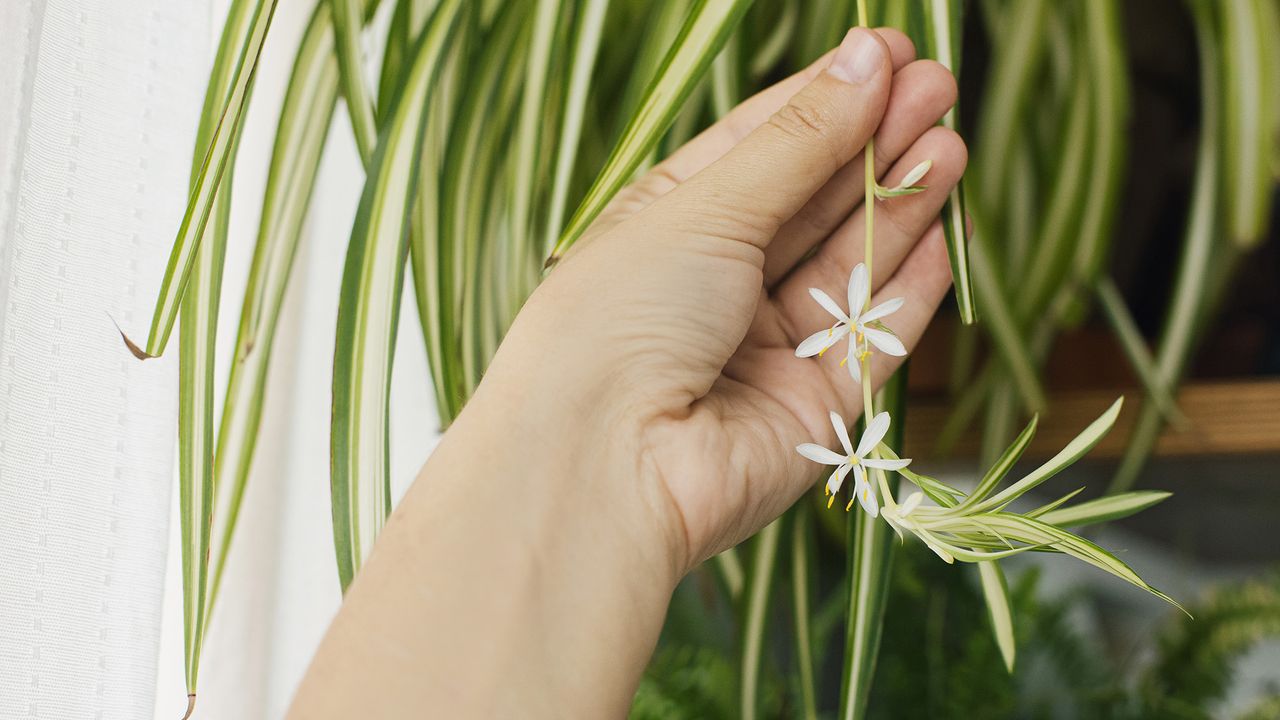 Tanaman Spider Plant Bisa Jadi Dekorasi Mewah Lewat Teknik Propagasi Air