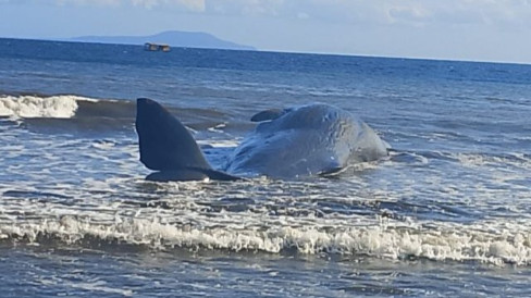 Bangkai Paus Sperma 15 Meter Terdampar di Pantai Melaya Jembrana Bali
