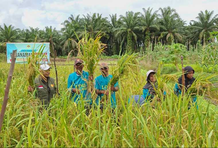 Demplot Padi di Melawi Hasilkan 6 Ton per Hektar, Bukti Lahan Gambut Produktif