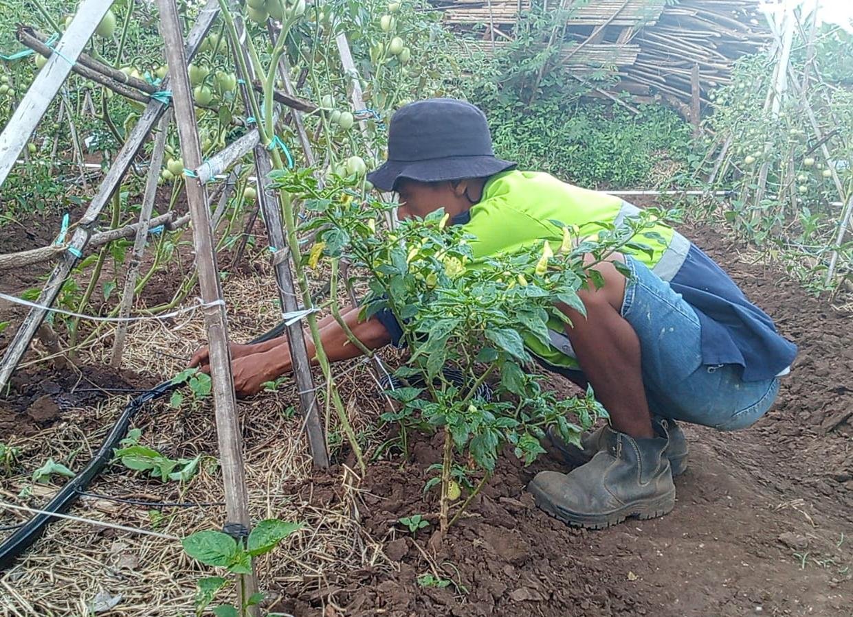 Petani Ketangga Lombok Timur Manfaatkan Irigasi Tetes di Musim Kemarau