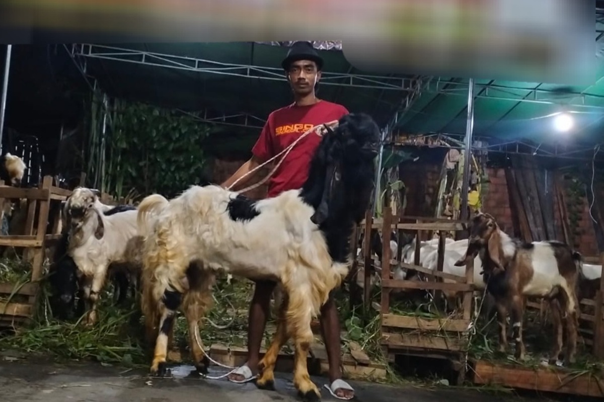 Disbunnak OKI Terjunkan Tim Puskeswan Pastikan Kesehatan Hewan Kurban