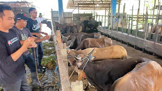 Harga Sapi Kurban di Banjarmasin Naik Rp 1 Juta Per Ekor