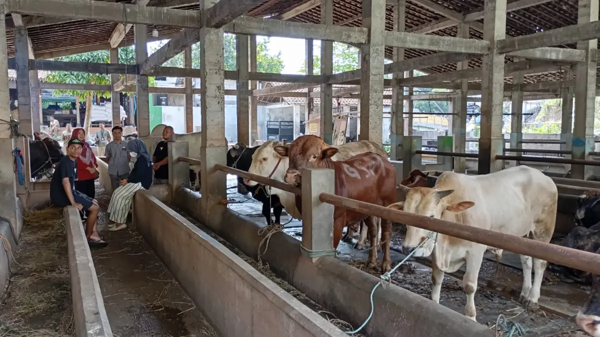 Harga Sapi Meroket, Penjualan Hewan Kurban di Kota Jogja Bakal Anjlok